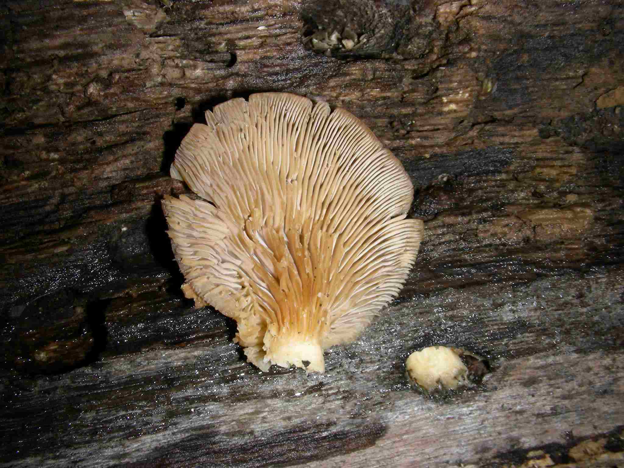 1895 Gennaio vecchio ritrovamento